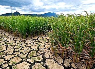 El Nino có thể chấm dứt vào cuối tháng 6