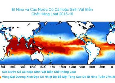 El Nino hay con người giết cá?