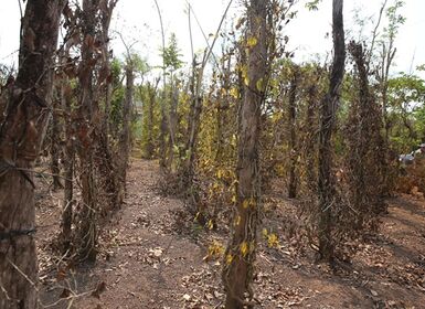 11- 15/3: Đồng bằng sông Cửu Long ngập mặn đỉnh điểm