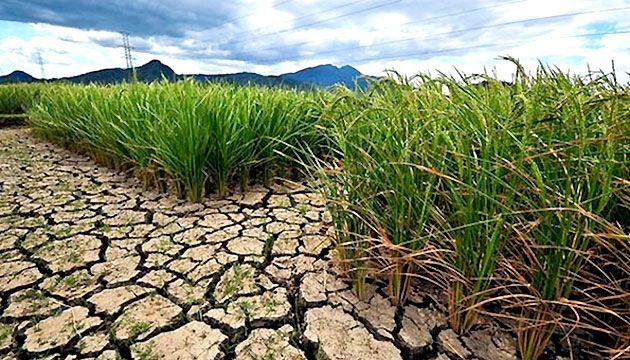 El Nino có thể chấm dứt vào cuối tháng 6